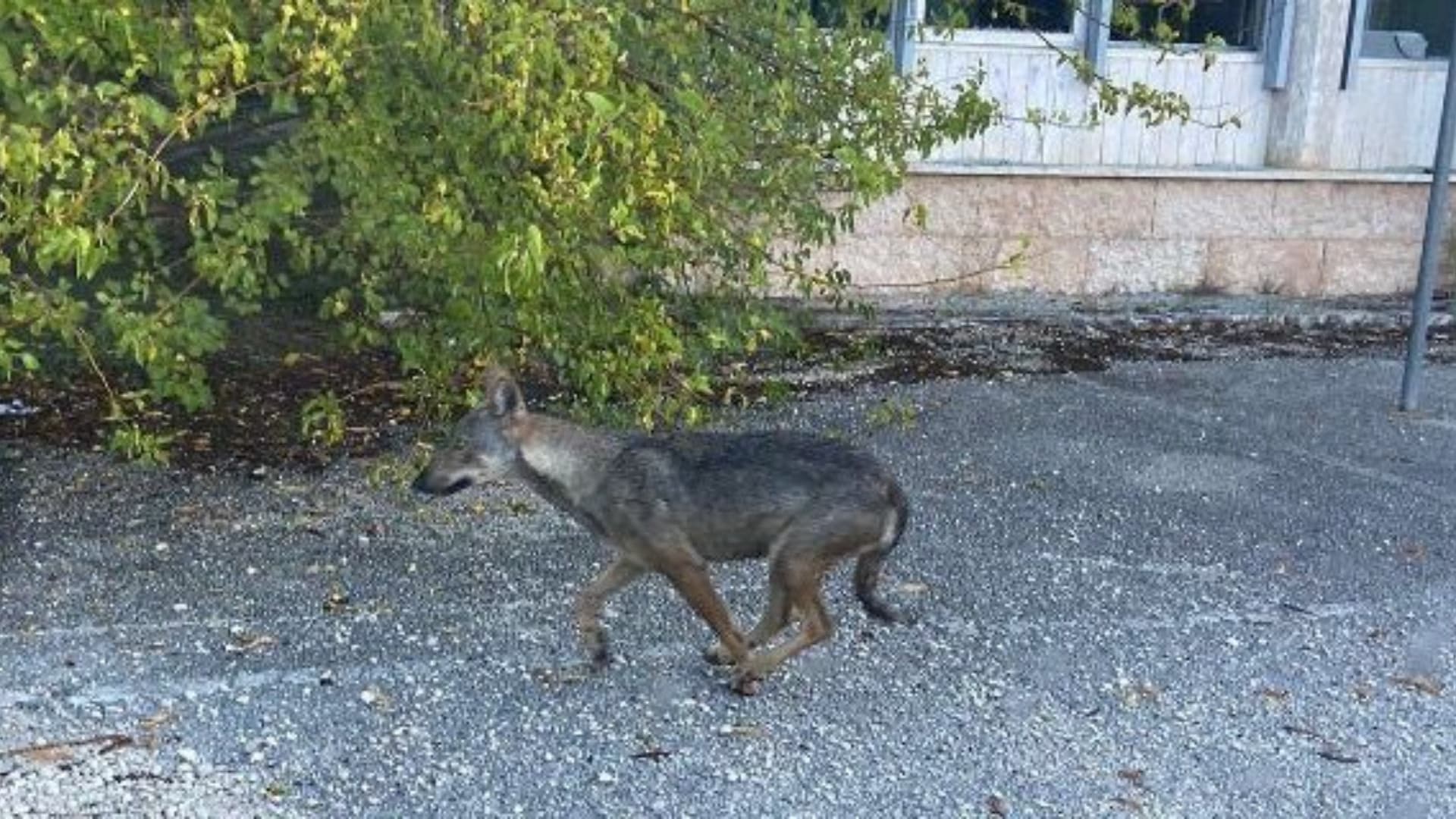 Collemaggio, confermato avvistamento del lupo questa mattina